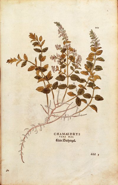 Germandrée petit-chêne - Teucrium chamaedrys par Leonhart Fuchs de De historia stirpium commentarii insignes, gravure en couleur - Leonhard Fuchs