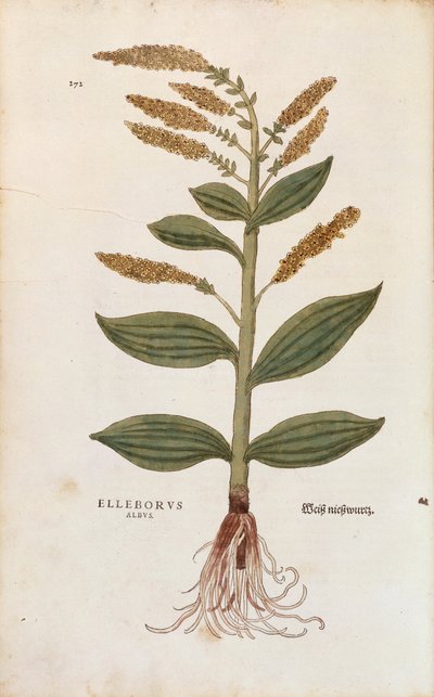 Hellébore blanc - Veratrum album par Leonhart Fuchs de De historia stirpium commentarii insignes, gravure en couleur - Leonhard Fuchs
