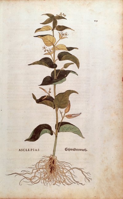Herbe à la couleuvre - Cynanchum vincetoxicum (Asclepias) par Leonhart Fuchs de De historia stirpium commentarii insignes, gravure colorée - Leonhard Fuchs
