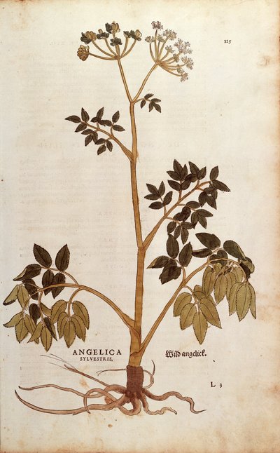 Angélique sauvage par Leonhart Fuchs de De historia stirpium commentarii insignes, gravure colorée - Leonhard Fuchs
