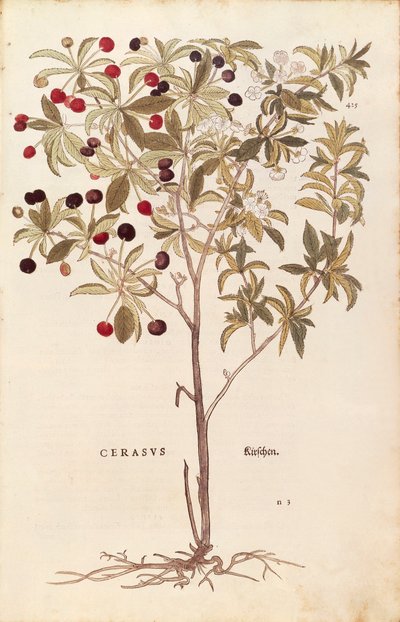 Cerisier sauvage - Prunus avium par Leonhart Fuchs de De historia stirpium commentarii insignes, gravure en couleur - Leonhard Fuchs