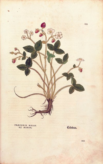 Fraisier des bois - Fragaria vesca (Fragaria maior et minor) de De historia stirpium commentarii insignes (Commentaires notables sur l