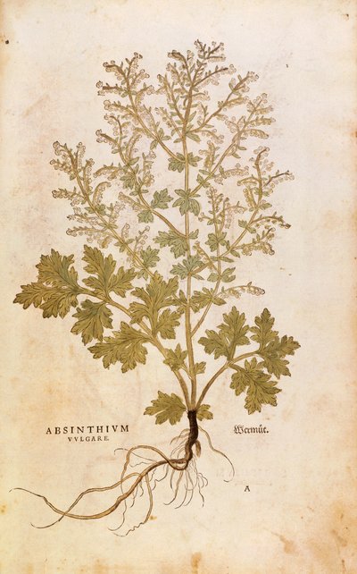 Absinthe - Artemisia absinthium par Leonhart Fuchs de De historia stirpium commentarii insignes, gravure en couleur - Leonhard Fuchs