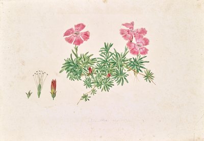 Œillet des Alpes (Dianthus alpinus) - Leopold von Stoll