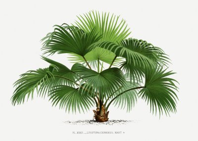  - Les Palmiers Histoire Iconographique