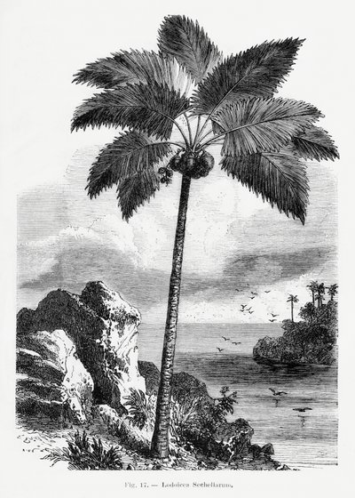  - Les Palmiers Histoire Iconographique