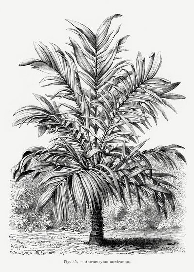  - Les Palmiers Histoire Iconographique