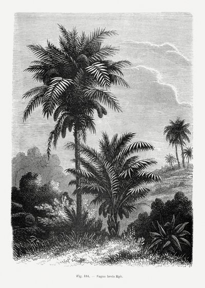  - Les Palmiers Histoire Iconographique