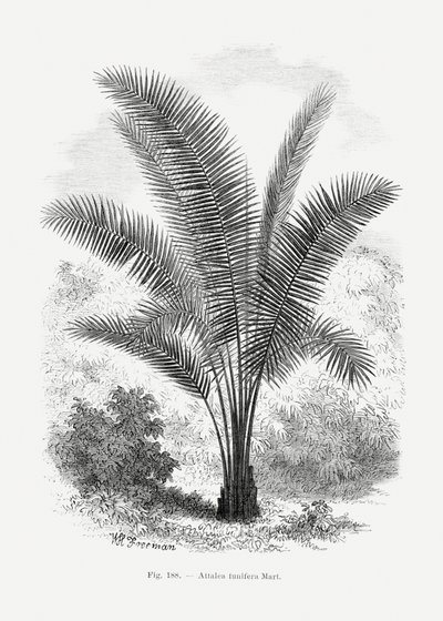  - Les Palmiers Histoire Iconographique