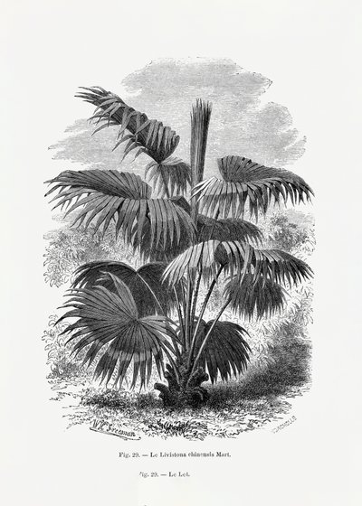  - Les Palmiers Histoire Iconographique