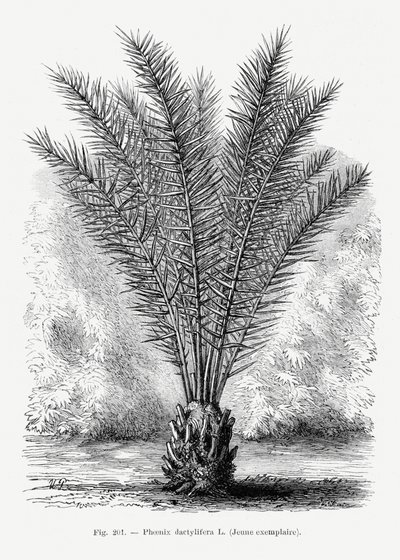  - Les Palmiers Histoire Iconographique