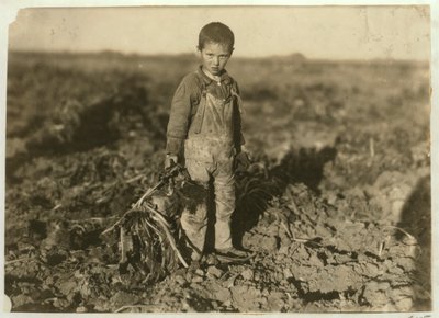 Jo, 6 ans, arrachant des betteraves sucrières dans une ferme près de Sterling, Colorado, 1915 - Lewis Wickes Hine