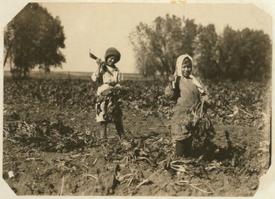 Amelia et Mary Luft, 9 et 12 ans, coupant des betteraves sucrières dans une ferme près de Sterling, Colorado, 1915 - Lewis Wickes Hine