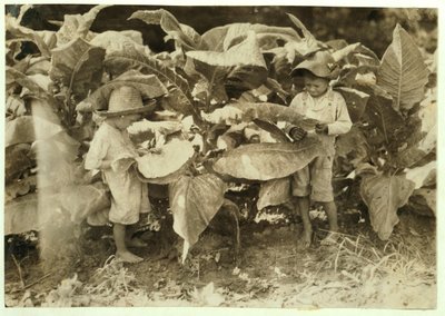 Amos 6 et Horace 4 vers et suceurs de tabac toute la journée pour leur père John Neal à Warren County, Albaton, Kentucky, 1916 - Lewis Wickes Hine