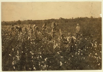 Famille cueillant du coton près de McKinney, Texas, 1913 - Lewis Wickes Hine