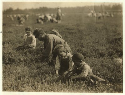 Jo Arnao 3, cueillant des canneberges avec son frère 6 et sa sœur 9 à Whites Bog, Browns Mills, New Jersey, 1910 - Lewis Wickes Hine