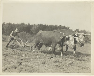 Scène rurale dans le centre du Maine, de nombreux bœufs sont encore utilisés - Lewis Wickes Hine