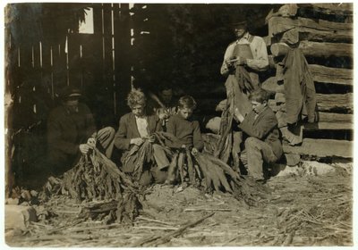 Les fils de J.H. Burch âgés de 12, 14 et 17 ans épluchant du tabac pendant les heures de classe à Warren County, Rockfield, Kentucky, 1916 - Lewis Wickes Hine