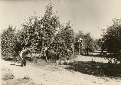 Sans titre, vers 1935 - Lewis Wickes Hine