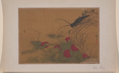 Sauterelle sur un rocher - Liang Wen