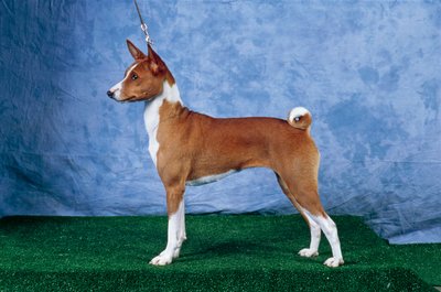 Chien Basenji - Unbekannt Unbekannt