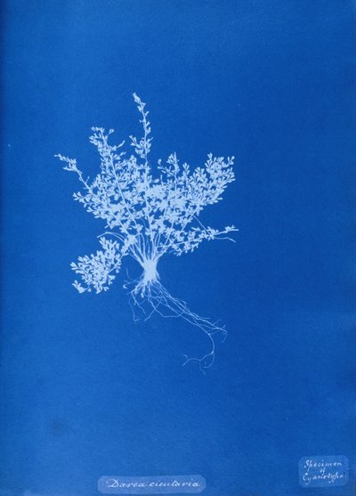 Cyanotype de fougère britannique - Unbekannt Unbekannt