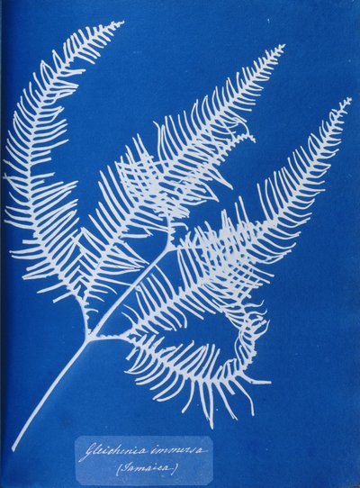 Cyanotype d
