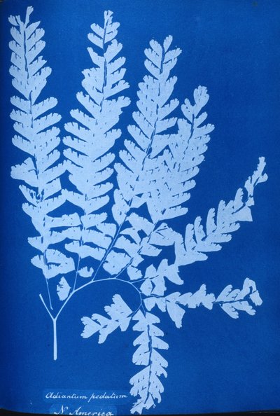 Cyanotype d