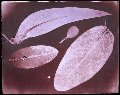 Quatre feuilles par Herschel - Unbekannt Unbekannt
