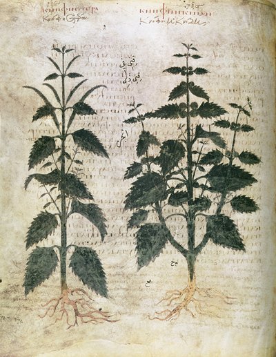 Herbiers Orties, VIe siècle - Unbekannt Unbekannt