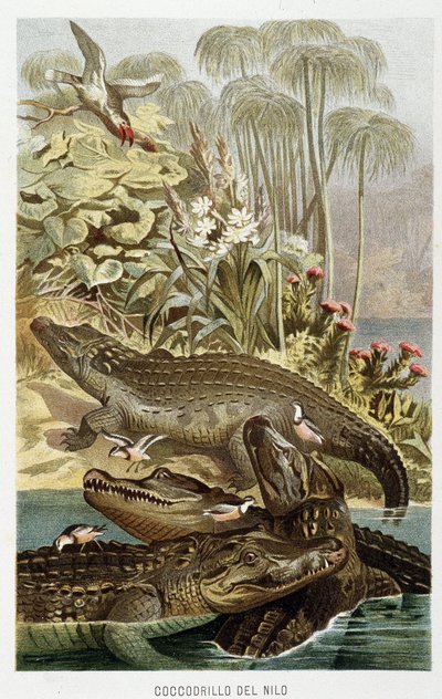 Crocodiles du Nil (crocodilus nicoticus) - dans « La Vita degli animali » par A.E. Brehm, Torino - Unbekannt Unbekannt