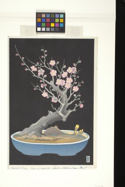 Prunier nain japonais - Lilian May Miller