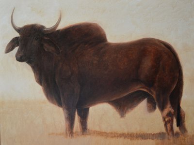 taureau brahmane - Lincoln Seligman