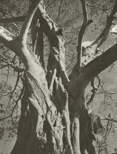 Arbre banyan - Lionel Wendt