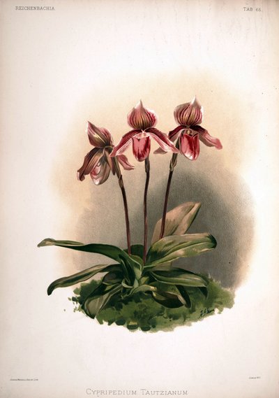 Cypripedium × tautzianum cultivar = (Paphiopedilum barbatum × Paphiopedilum niveum) - London H. Sotheran and Co.