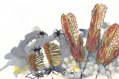 Araignées du genre Banksia - Lori Ann Folz