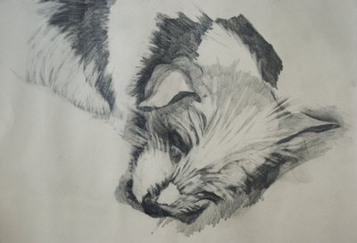Jack Russel, 2015 - Lou Gibbs