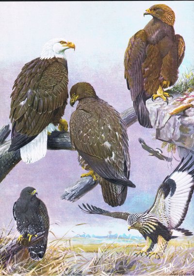 Pygargue à tête blanche, Aigle royal américain, Buse pattue américaine - Louis Agassiz Fuertes