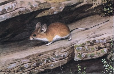 La souris à grandes oreilles représente le clan des pieds blancs dans les canyons escarpés du sud-ouest - Louis Agassiz Fuertes