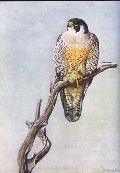 Faucon pèlerin - Louis Agassiz Fuertes