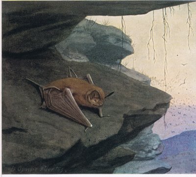 Chauve-souris à queue libre - Louis Agassiz Fuertes