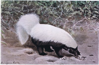 Moufette à nez de cochon, haut blanc, bas noir, creuse pour trouver de la nourriture avec ses longues griffes - Louis Agassiz Fuertes