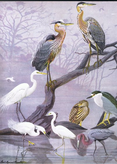 Illustration de The Natural History of American Birds of Eastern and Central North America - Louis Agassiz Fuertes