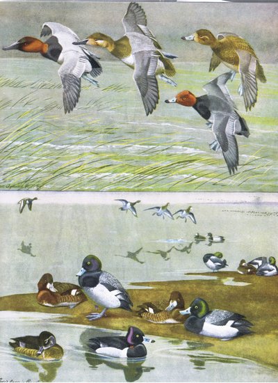 Illustration de The Natural History of American Birds of Eastern and Central North America - Louis Agassiz Fuertes
