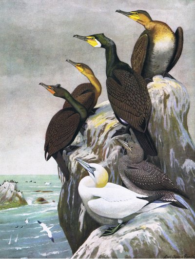 Illustration de The Natural History of American Birds of Eastern and Central North America - Louis Agassiz Fuertes