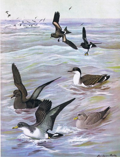 Illustration de The Natural History of American Birds of Eastern and Central North America - Louis Agassiz Fuertes