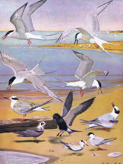 Illustration de The Natural History of American Birds of Eastern and Central North America - Louis Agassiz Fuertes