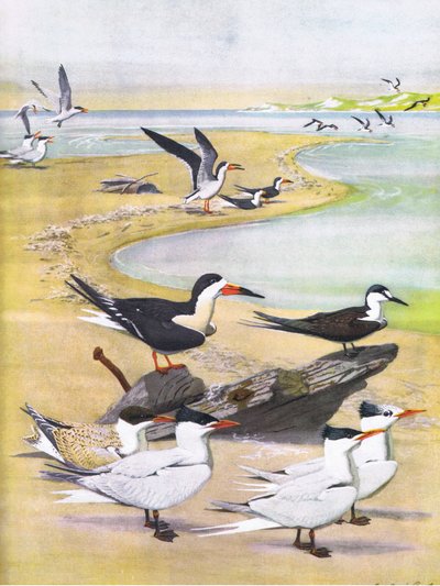 Illustration de The Natural History of American Birds of Eastern and Central North America - Louis Agassiz Fuertes