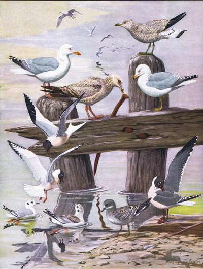 Illustration de The Natural History of American Birds of Eastern and Central North America - Louis Agassiz Fuertes