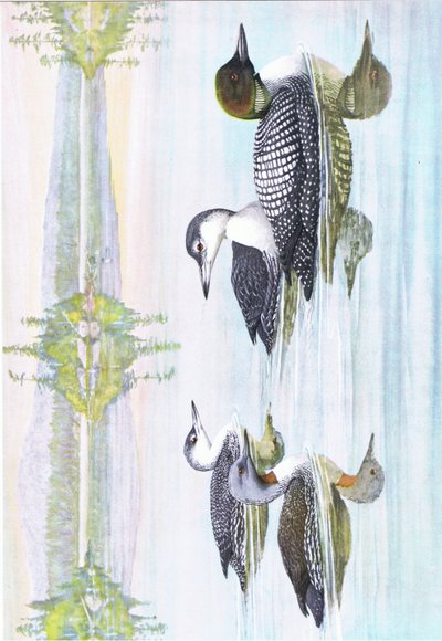 Illustration de L